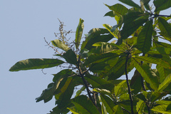 Semecarpus kathalekanensis